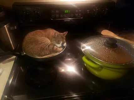 Спящий на кухне кот