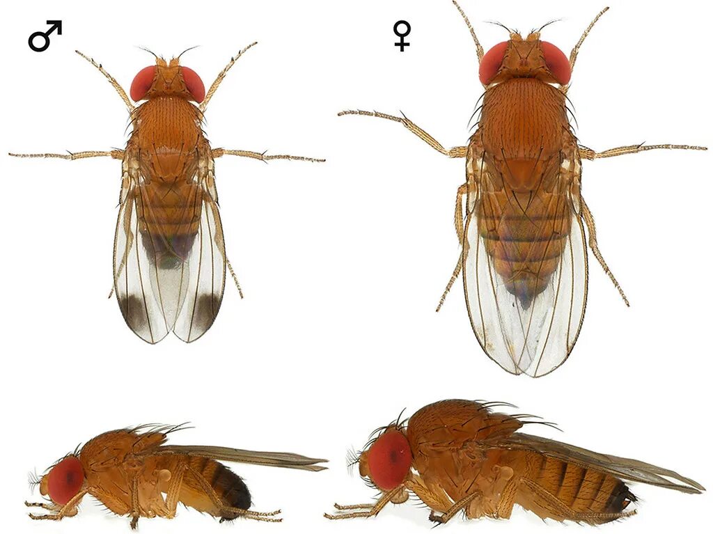 Плодовая мушка дрозофила самец и самка. Мушка дрозофила генетика. Половой диморфизм дрозофилы. Drosophila melanogaster генетика.