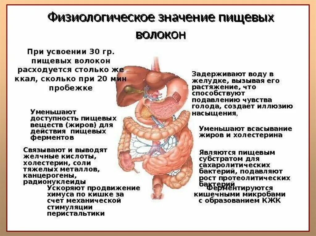 Подавление перистальтики кишечника. Механизм образования газов в кишечнике. Ослабление перистальтики кишечника.