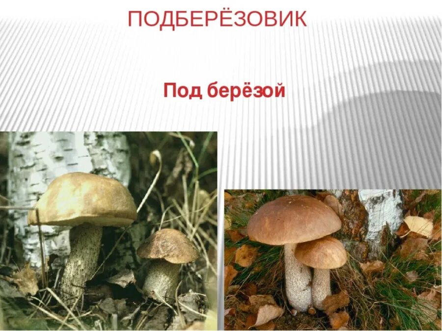 Подберезовик и береза симбиоз. Подберезовик под березой. береза и подберезовик. картинка подберезовик под березой. подберезовик под березой рисунок.