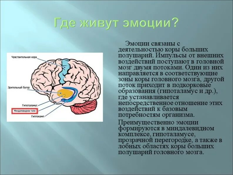 В какой части головного мозга. Зоны мозга эмоции. Эмоциональные структуры мозга. Формирование эмоций в мозге. Структуры отвечающие за эмоции.