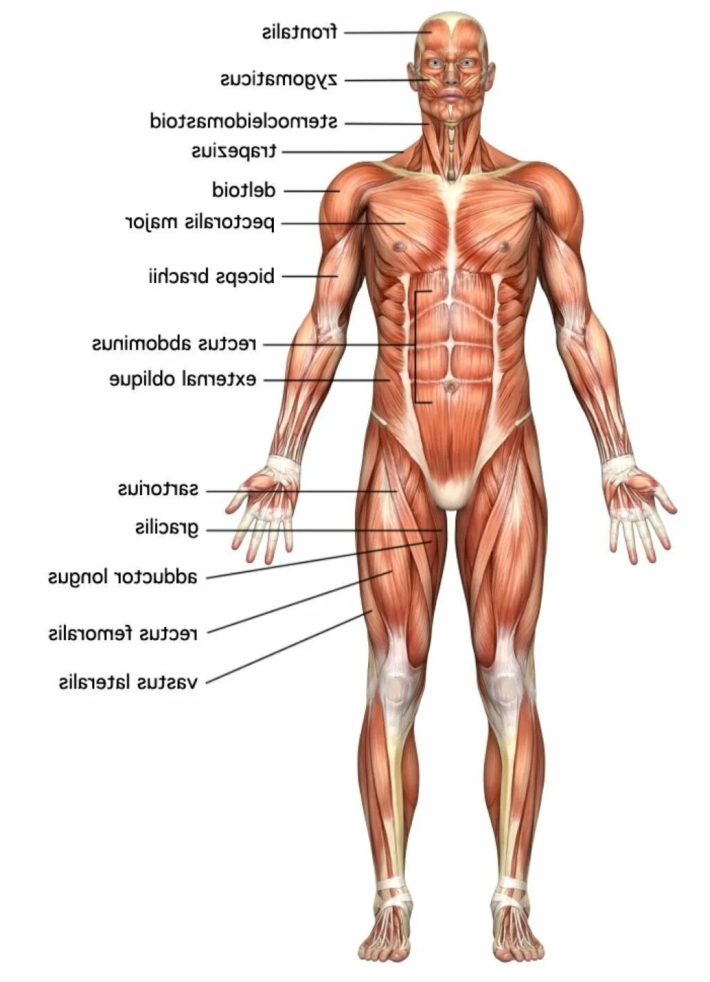 Мышцы орган человека. Строение тела мужчины. Мышечная система человека. Мышцы тела. Анатомия мужского тела мышцы.