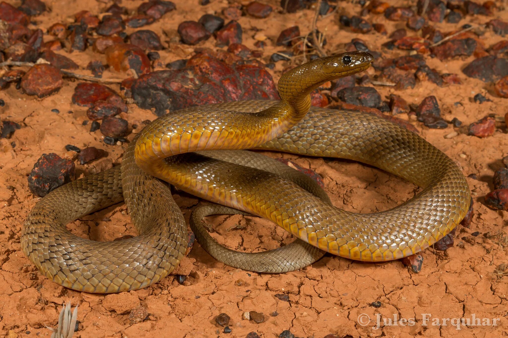 Тайпан любовь. Тайпан Маккоя (Oxyuranus microlepidotus). Тайпан (Oxyuranus scutellatus). Тайпан Маккоя змея. Тайпан Маккоя и Oxyuranus.