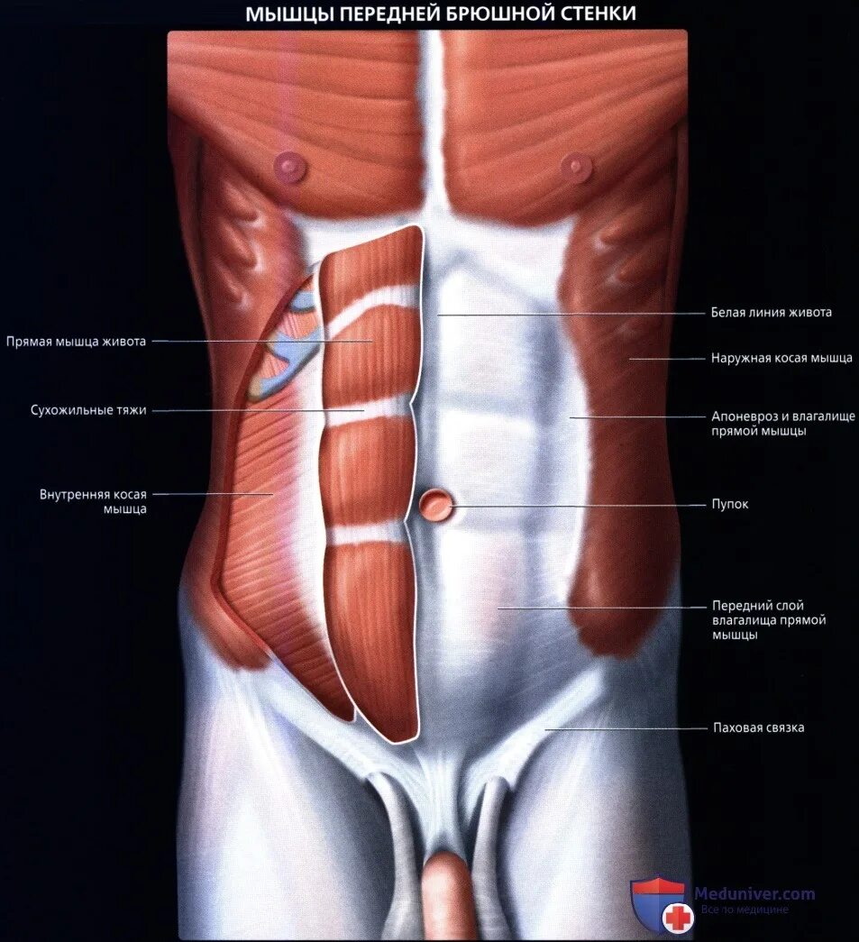 Передняя часть живота. Переднебоковая стенка живота мышцы. Апоневрозы мышц передней брюшной стенки. Мышцы живота апоневроз анатомия. Мышцы передней брюшной стенки живота анатомия.