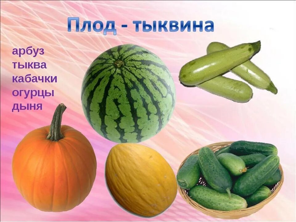 Арбуз дыня тыква огурец. Кабачок плод тыквина. плод тыквина огурец. тыквина дыни это плод. арбуз плод тыквина.