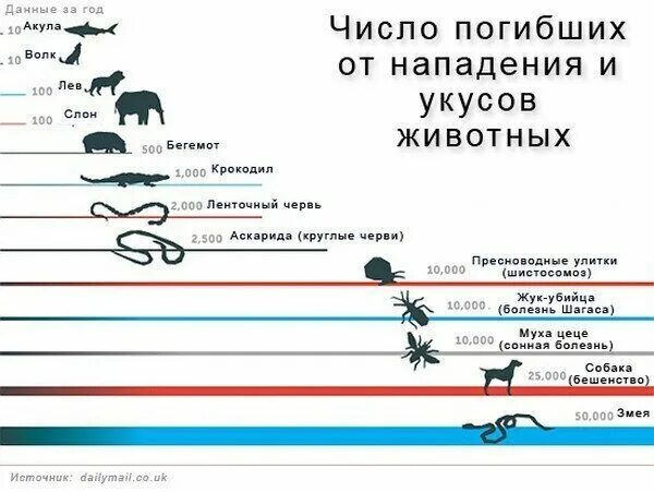 Во сколько было нападение. Статистика смертей от животных. Статистика нападения животных. Сколько животные убивают в год. Статистика смертей от собак.