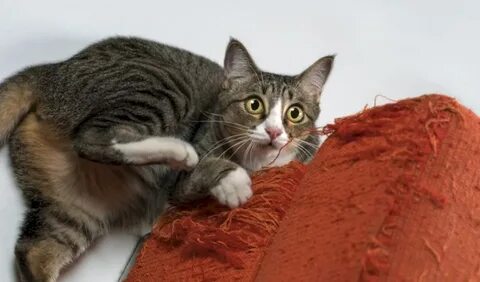 Почему коты царапают мебель