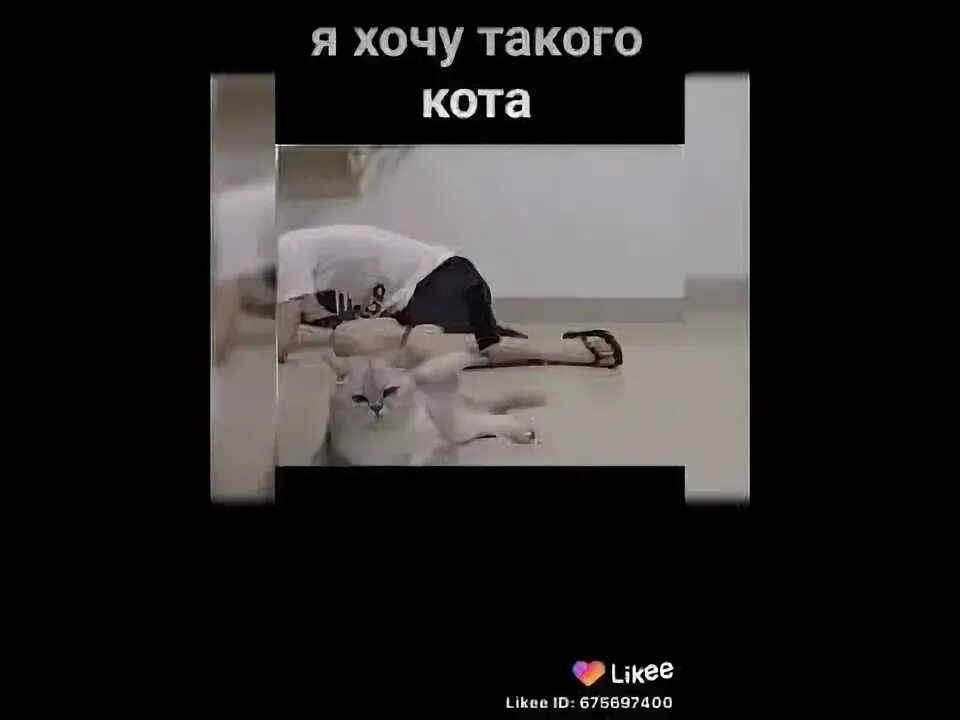 Королевский кот видео из лайка. Видео из лайка. Давил из лайка.