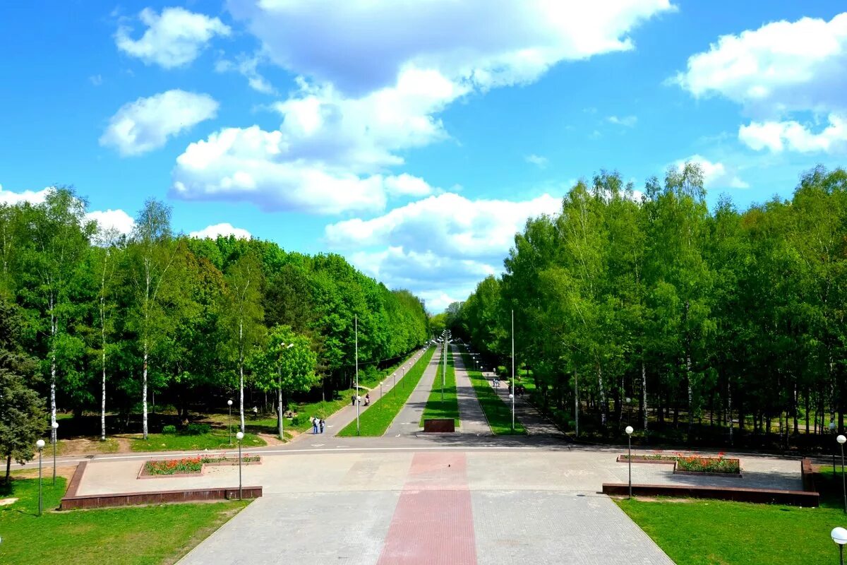 Парк рядовка. Рядовка смоленск парк. Парк рядовка. Парк рядовка. Рядовка опоясанная tricholoma cingulatum.