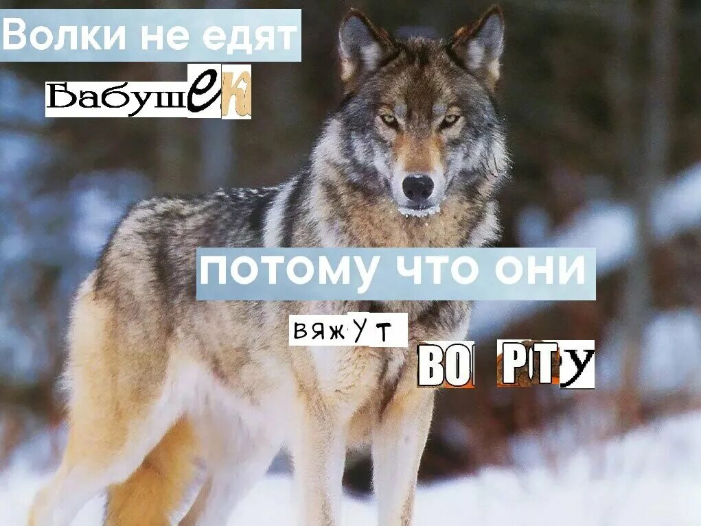 Ауф цитаты. Волчьи цитаты. цитаты волка. цитаты волков. смешные цитаты про волков.