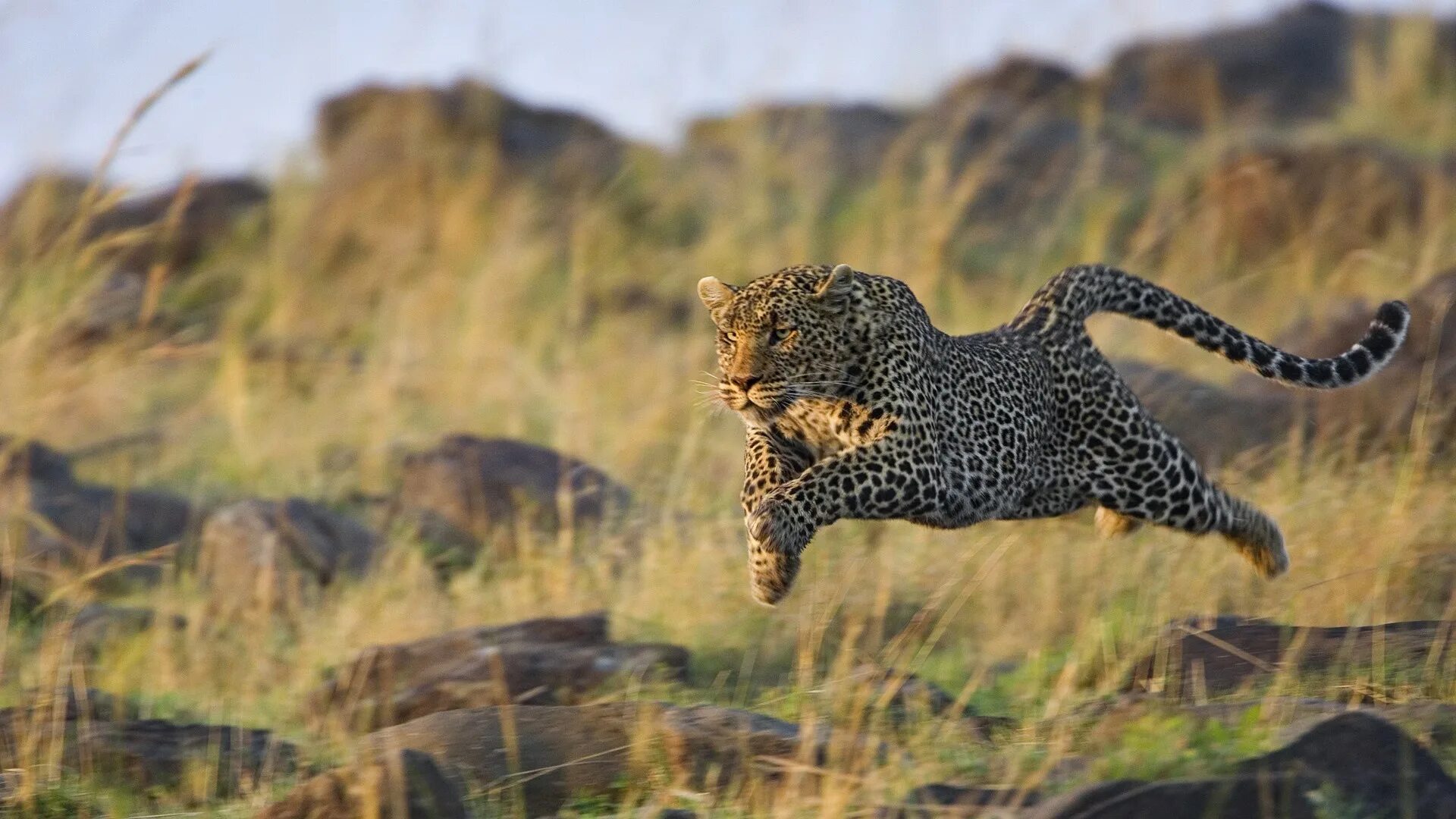 Ютуб дикий животный. Гепард в саванне. Леопард в саванне. Леопард гепард в дикой природе. Гепард леопард Ягуар.