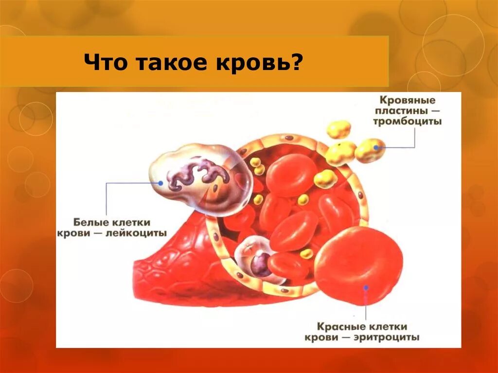 Что такое от. Строение тромбоцитов. Физиология лейкоциты, тромбоцитов.. Тромбоциты в крови рисунок.