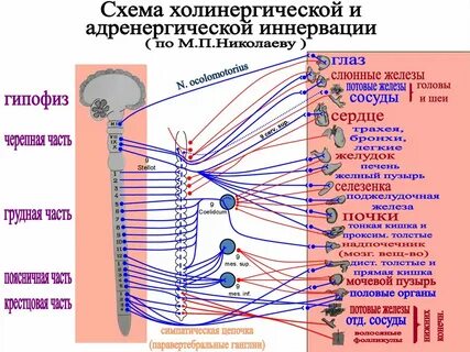 Где находятся симпатические ганглии
