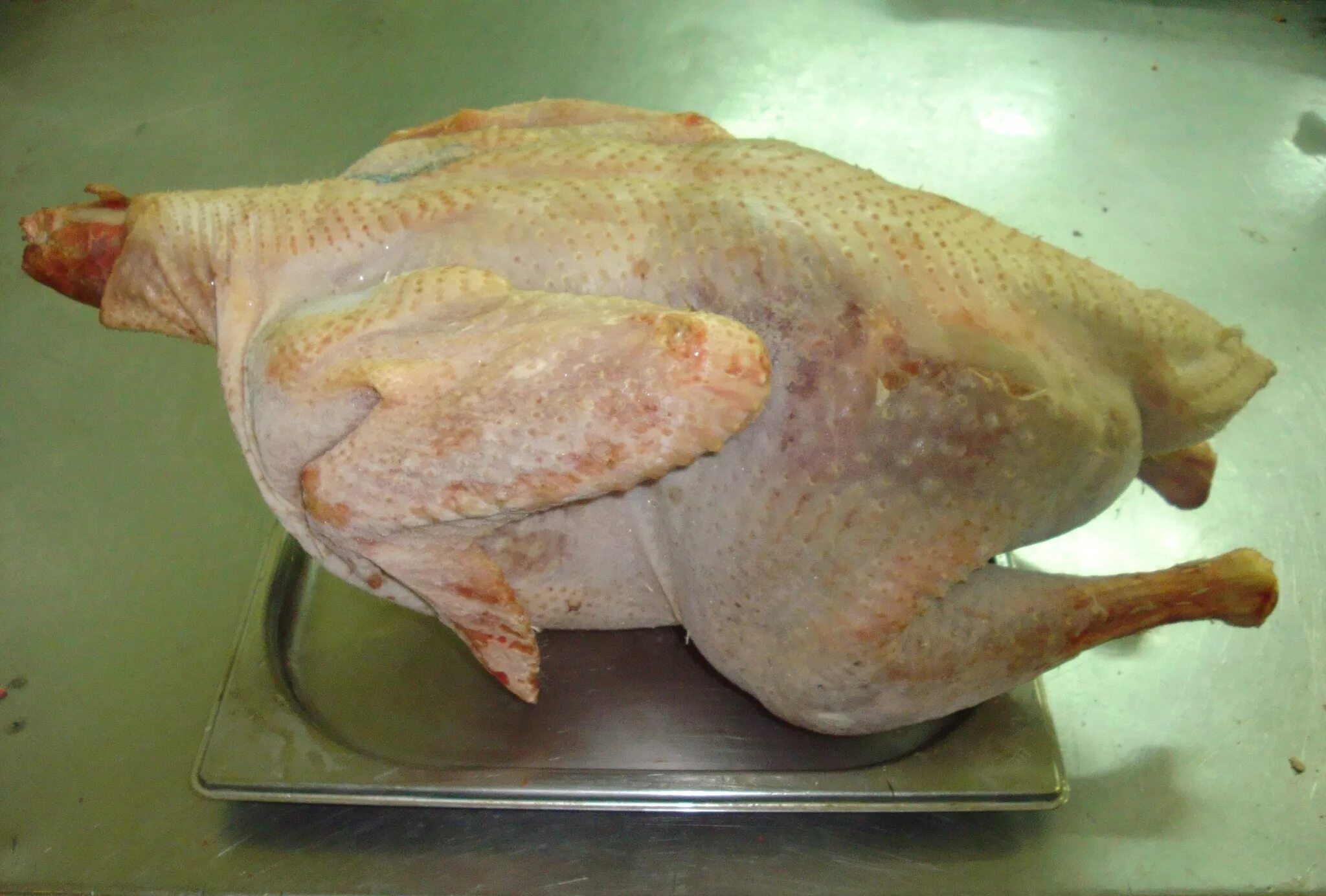 индейка польза. чем полезно мясо индейки. можно ли индейку. чем полезен мясо индейки. можно ли индейку.