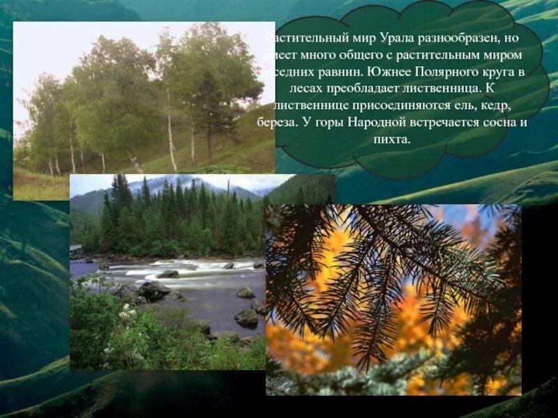 От южных полей до полярного края презентация. Растительный мир каменного пояса Урала. Урал каменный пояс растительный МИРМИР. Растение каменного пояс Урала. Растительность Южного Урала.