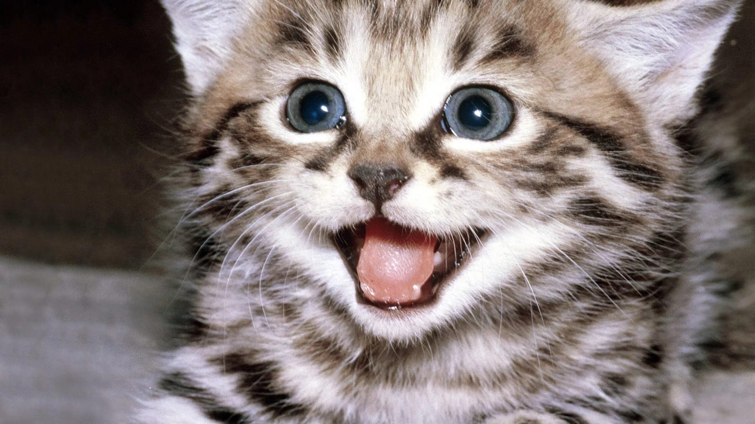 Котенок с открытым ртом. Котенок радуется. Котенок мяукает. Смешные котята. Котик улыбается.