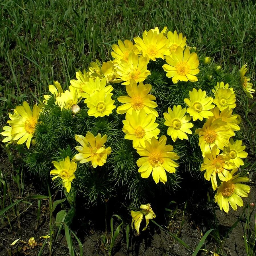Названия желтых садовых цветов. Адонис весенний горицвет. Адонис весенний (Adonis vernalis). Горицвет Амурский весенний лучик. Адонис Амурский (горицвет) весенний лучик.