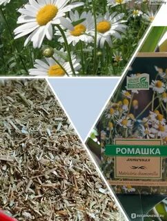 Чем помогает ромашка