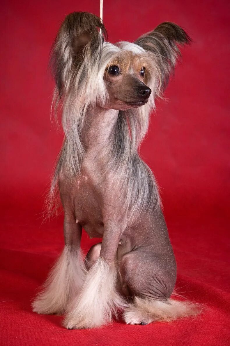 китайская хохлатая. китайская хохлатая пуховая собака. китайская хохлатая кутенок. китайская хохлатая кутенок. трехцветная китайская хохлатая собака.