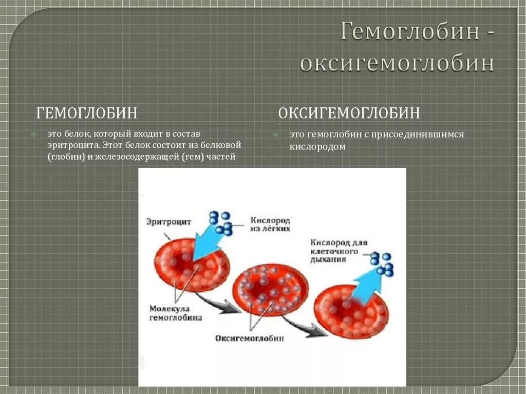 Гемоглобин какая ткань. Схема превращения гемоглобина в оксигемоглобин. Гемоглобин оксигемоглобин карбгемоглобин ЕГЭ. Гемоглобин кислород о2 оксигемоглобин. Гемоглобин это белок крови.