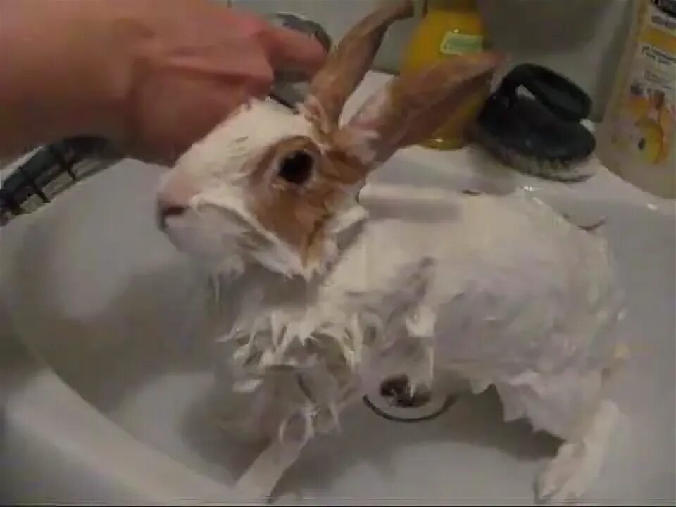 Можно ли мыть кролика декоративного. Купание кролика декоративного. Кролик купается.