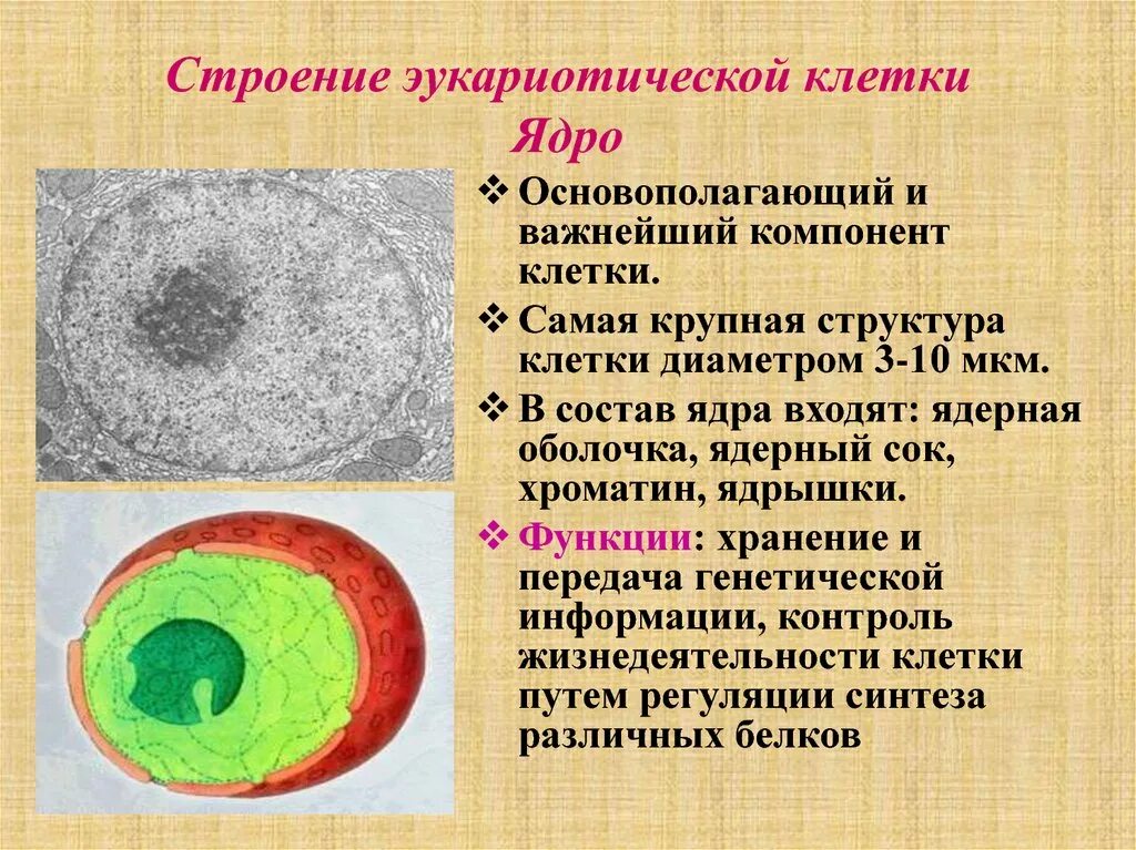 Функции ядра эукариотической клетки. Строение ядра эукариотической клетки. Структура ядра эукариотической клетки. В ядрах клеток многоклеточного