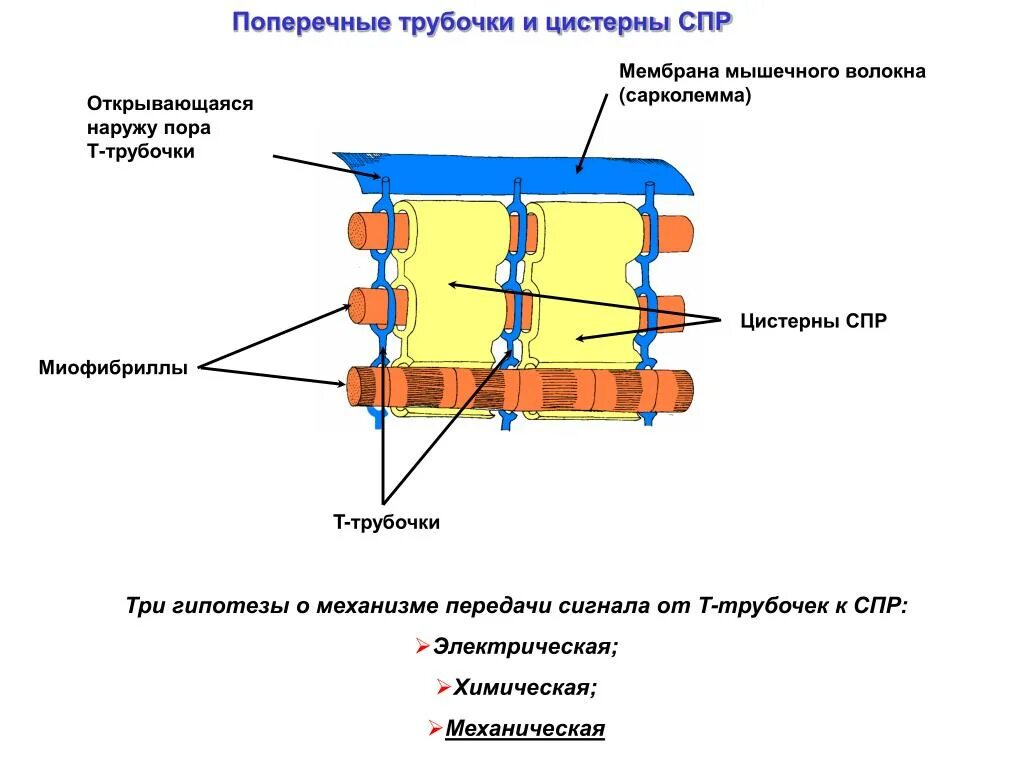 Строение трубочек. T система мышечного волокна. Л -трубочки в мышечном волокне строение. Строение мышечного волокна т трубочки. L каналы мышечного волокна.