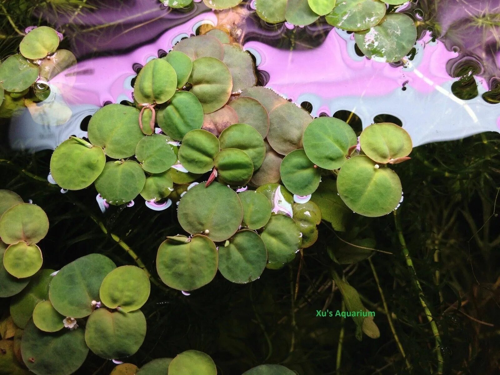 Водные растения пузырьки. Филлантус плавающий. Филлантус плавающий (Phyllanthus Fluitans). Филлантус аквариумное. Сальвиния аквариумное растение.