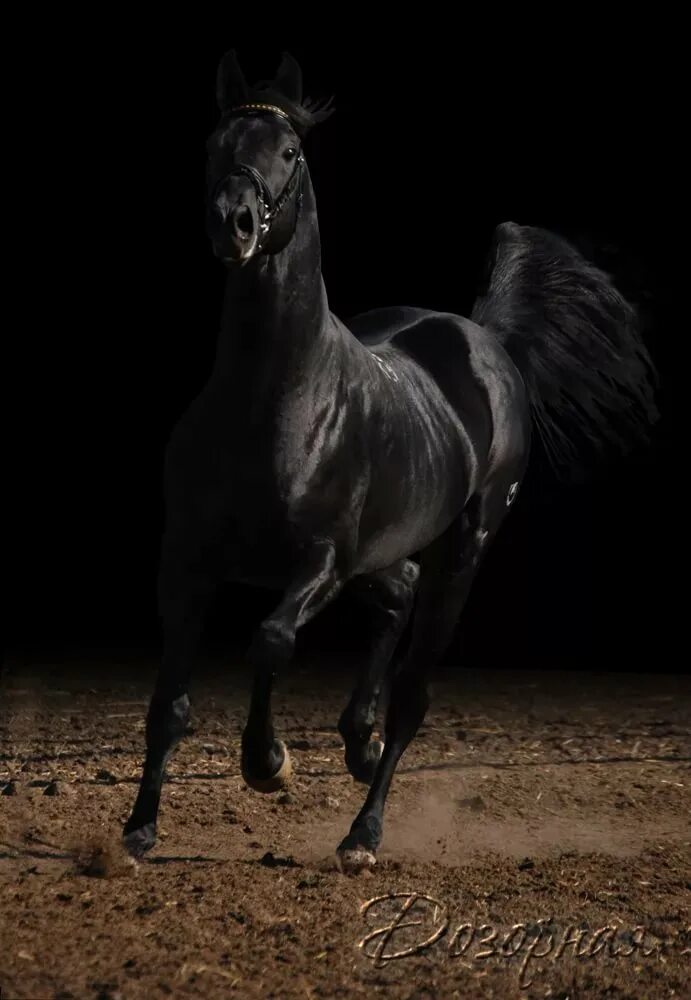 Черный конь скачет. Лошадь арабский скакун Мустанг. Арабская чистокровная лошадь Вороная. Басуто лошадь Вороная. Черный конь.