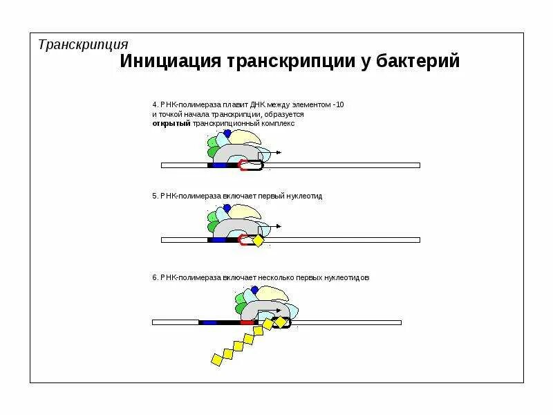 Процесс инициации транскрипции. Рнк полимераза 1 инициация транскрипции. транскрипция днк инициация. точка инициации транскрипции это. инициация транскрипции бактерий.