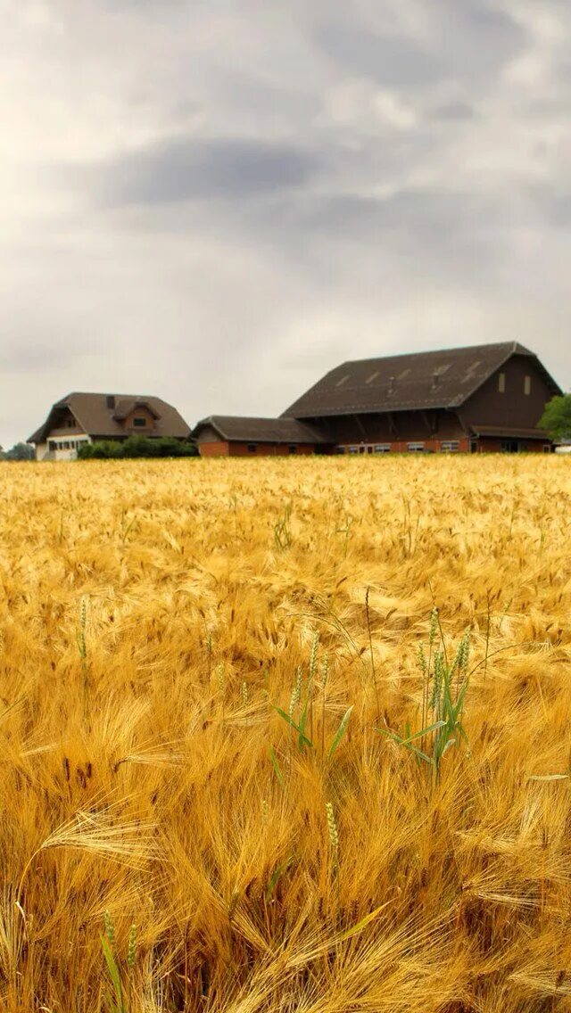 Natural farming. Пшеничное поле арт. Земля пшеница окружающий. Агрокомпании.