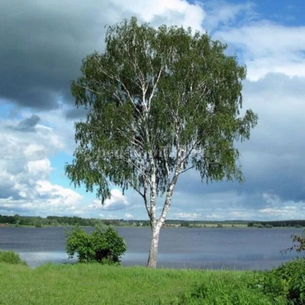 7 берез. Береза. одинокая береза. родина березы. береза картинка.