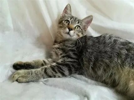 4 5 месяцев котенку
