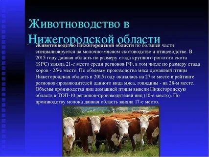 Примеры современного индустриального развития животноводства