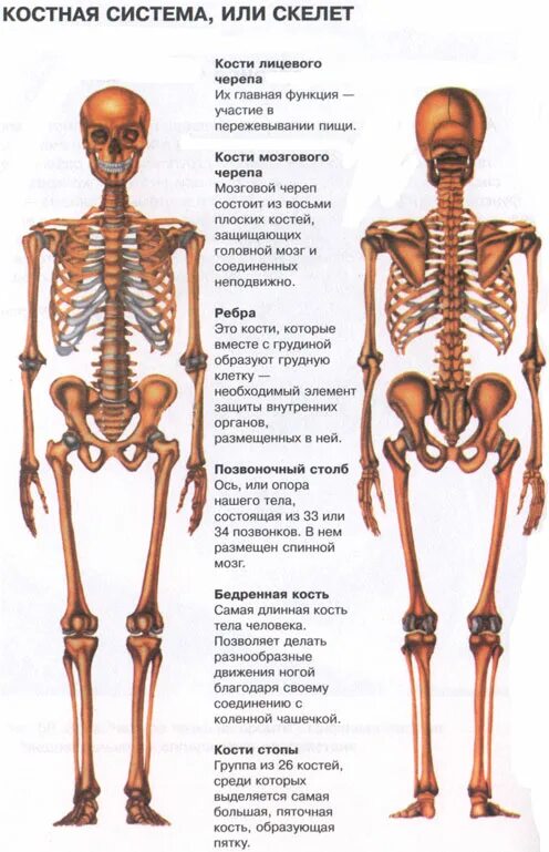 Человеческий скелет название костей. Строение человека кости скелета. Костная система человека анатомия. Анатомия человека кости скелета названия.