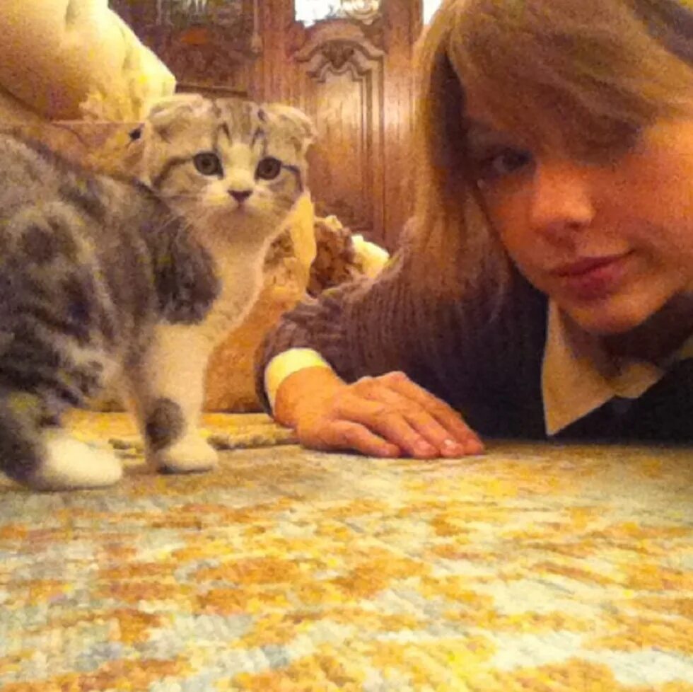 Swift cat. Taylor swift can&#039;t sleep because of meredith.