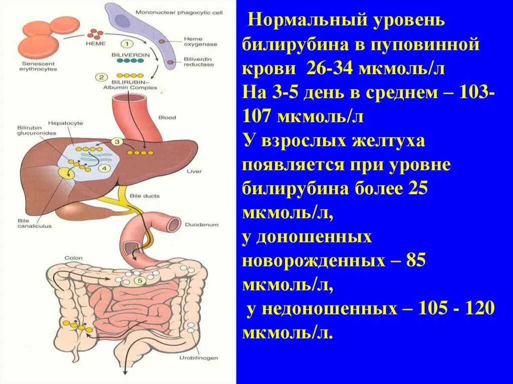 Билирубин при желтухе у новорожденных. Билирубин в пуповинной крови новорожденных норма. Желтуха новорожденного показатели билирубина. Билирубин 105 у новорожденного. Нормальный уровень билирубина.