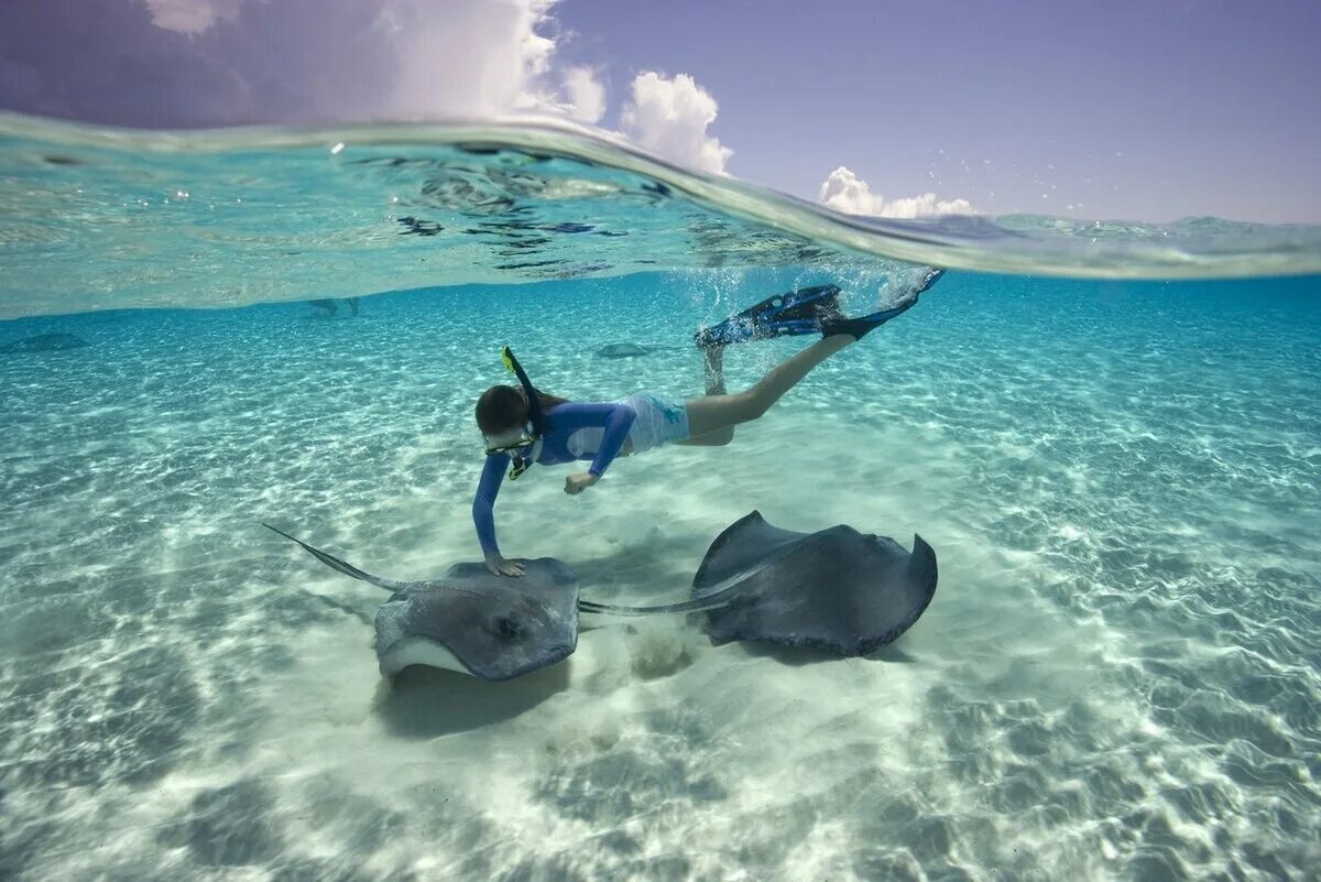 Жизнь в океане сконцентрирована на мелководье. Саона снорклинг. Стингрей Скат Мальдивы. Скат хвостокол Мальдивы. Снорклинг с акулами на Мальдивах.