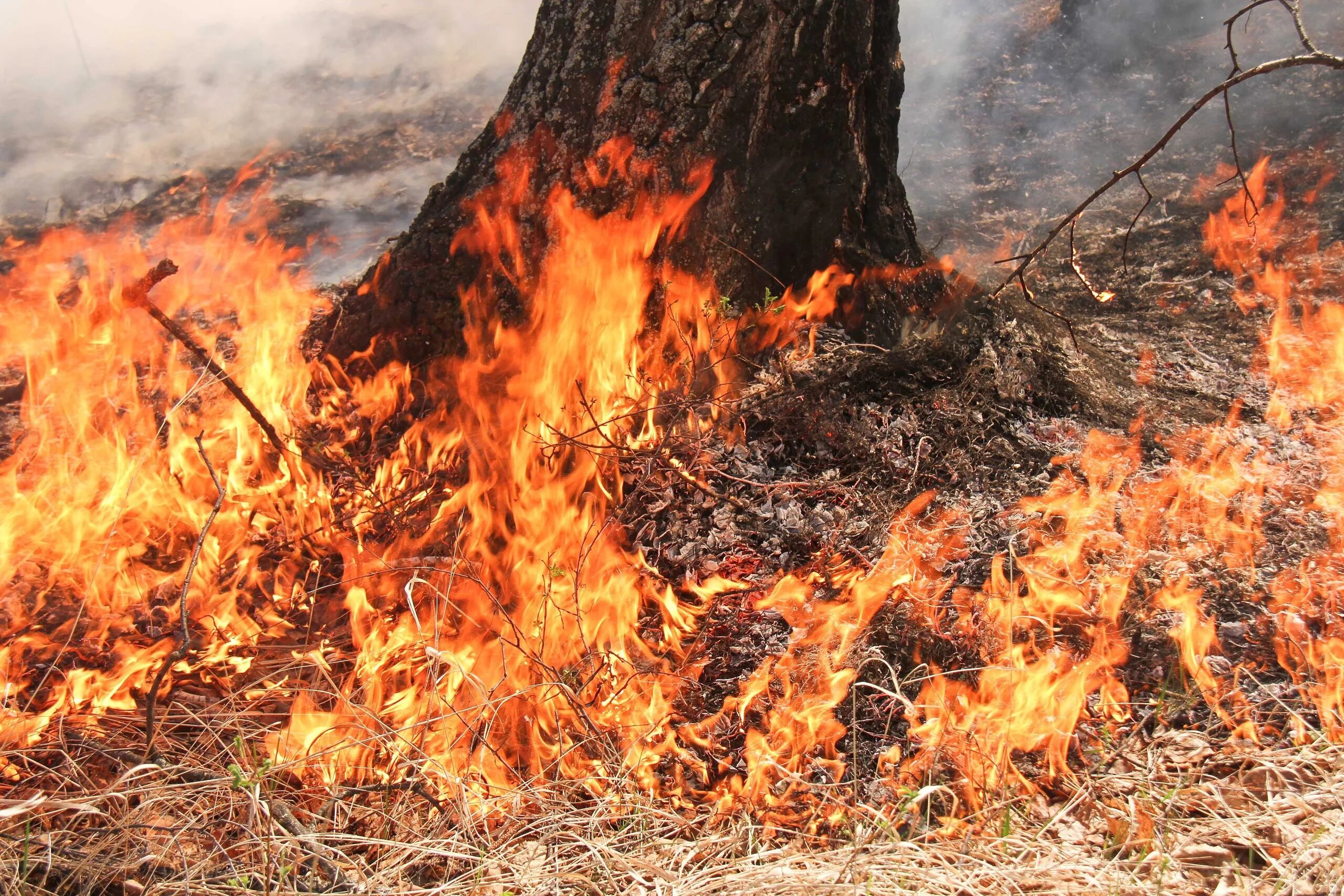 Ландшафтный пожар. Пожары в Тюменской области. Ландшафтные пожары в России 2010. В Тюмени горит лес. Ущерб от пожара третьим лицам