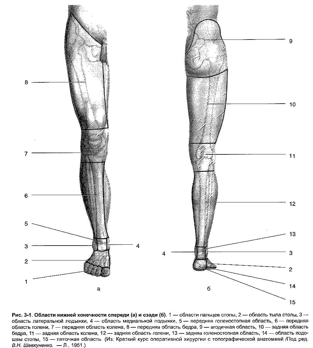 Спереди через. Области нижней конечности человека. Области нижней конечности топографическая анатомия. Нижняя конечность анатомия нога. Нижние конечности анатомия голень.