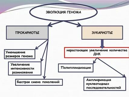 Геном эукариот характеризуется