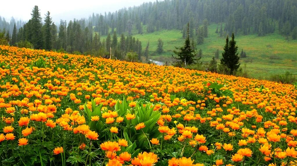 Сибирская купальница жарки. Купальница азиатская (огоньки, жарки). Сибирская купальница жарки цветы. Жарки Сибирские розы.