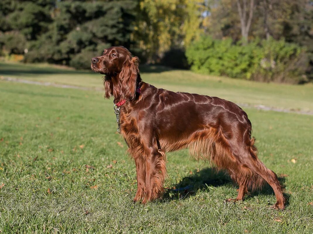 Irish setter. Ирландский сеттер. Ирландский красный сеттер. Ирландский сеттер, Пойнтер. Сеттер гладкошерстный.