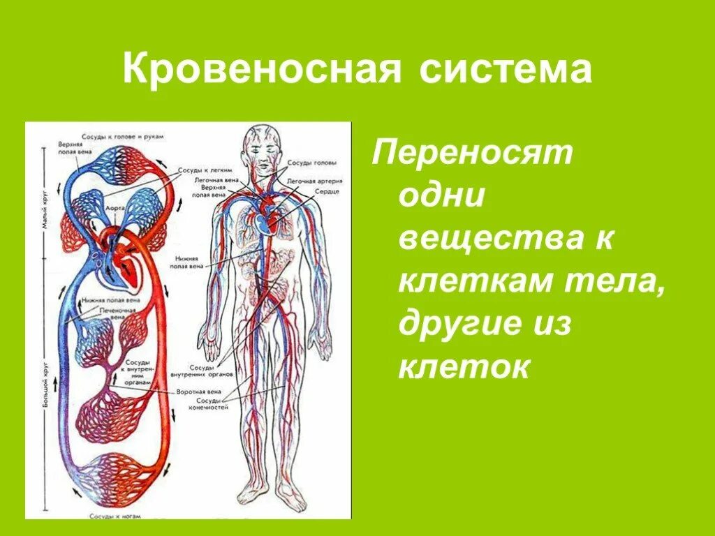 Система кровообращения человека 3 класс. Кровеносная система человека 3 класс окружающий мир презентация. Организм человека 3 класс окружающий мир кровеносная система. Органы кровеносной системы человека 4 класс.