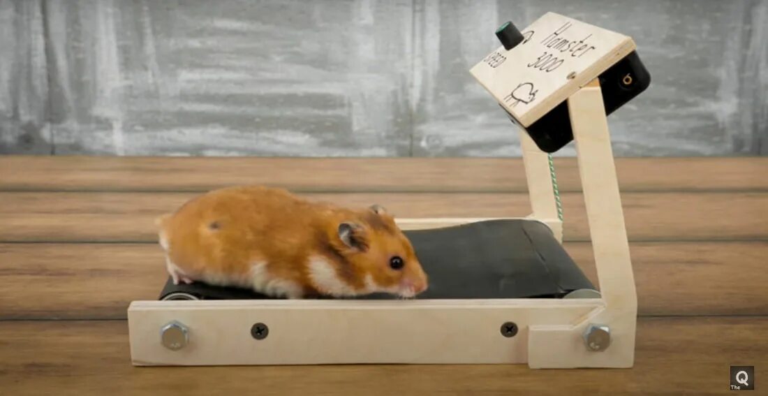 Sad hamster violin hamster. Беговая дорожка для хомяка. Игрушки для хомяков. Хомячок на беговой дорожке. Беговая дорожка для крыс.