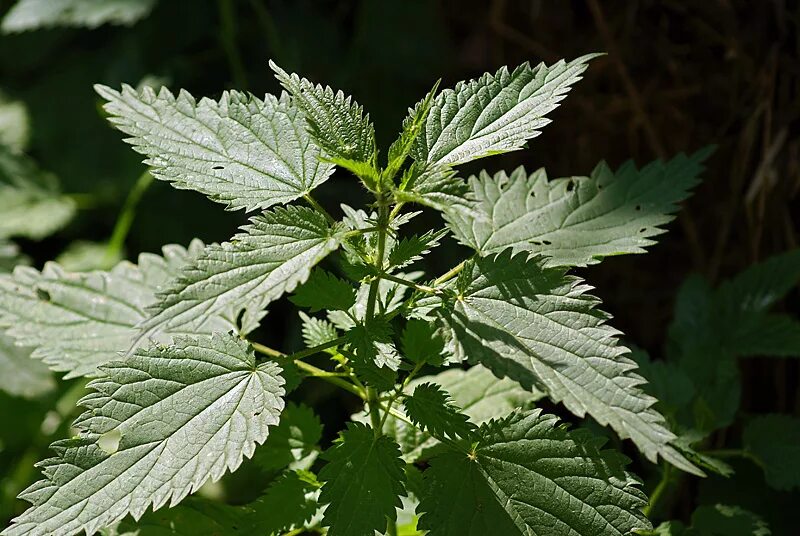 Крапива соловей. Крапива двудомная (Urtíca dióica). Крапива двудомная (Urtica dioica). Крапивы двудомной Плантариум. Крапива ГФ.