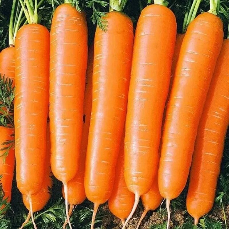 Миниатюрная морковь семена. Морковь карамелька. Морковь бангор f1 (180шт). Семена морковь карамелька. Морковь карамелька.