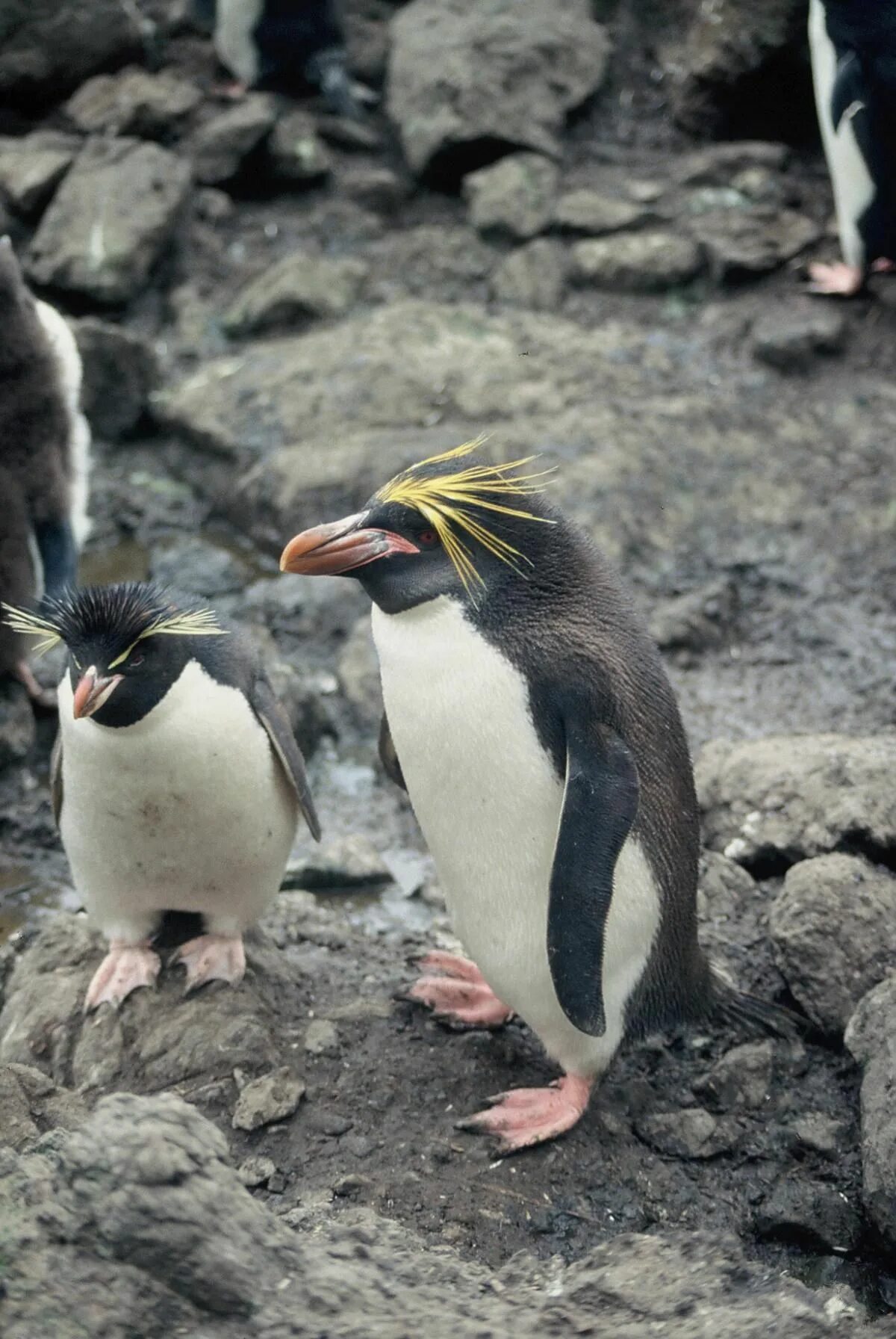 Снэрский хохлатый Пингвин. Королевский Пингвин Золотоволосый. Златовласые пингвины (Eudyptes Chrysolophus). Пингвины Золотоволосый Пингвин. Какие красивые золотистые пингвины