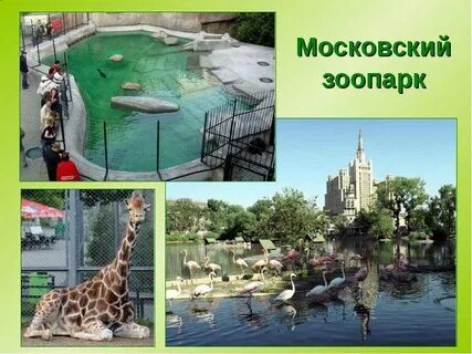 Презентация животные зоопарка