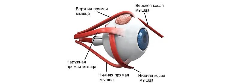 Имеет место крепления глазодвигательных мышц. Мышцы глазное яблоко строение анатомия. Строение мышц глазного яблока. Мышцы глаза анатомия на латыни. Глазодвигательные мышцы.